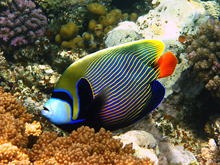 Image showing Emperor angelfish in Red sea