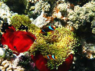 Image showing Two-banded clownfishes and sea anemones