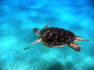 Image showing Sea turtle in Red sea