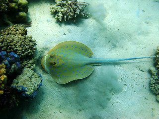 Image showing Stingray and coral reef