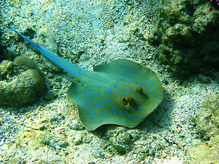 Image showing Blue-spotted stingray and coral