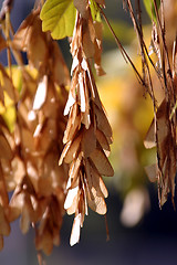 Image showing Close up on the Leaves Hanging