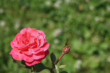 Image showing floral background