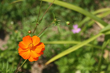 Image showing floral background