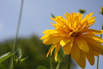 Image showing floral background