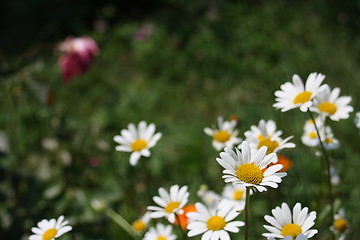 Image showing floral background