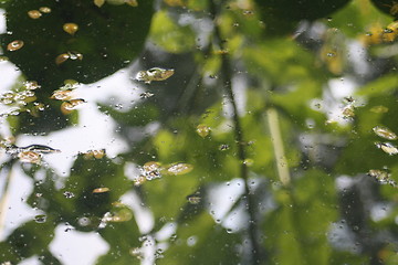 Image showing small pond surface