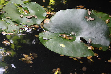 Image showing pond