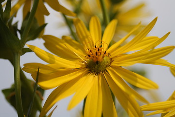 Image showing floral background