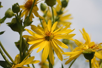 Image showing floral background