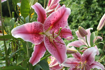 Image showing floral background