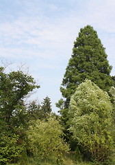 Image showing trees