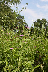 Image showing perennial flowers