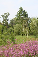 Image showing woods edge