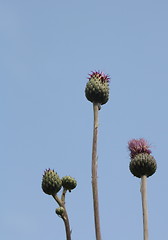 Image showing musk thistle