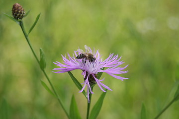 Image showing working bee doing her daily job collecting pollen