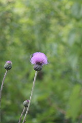 Image showing musk thistle