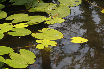 Image showing water lily leaves