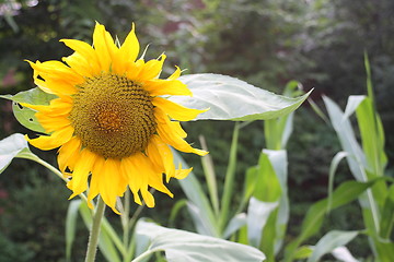 Image showing sunflower