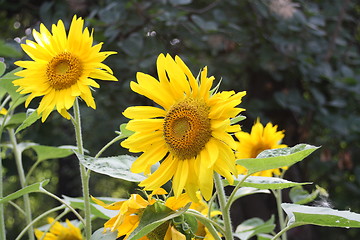 Image showing sunflower