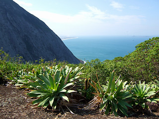 Image showing Bromeliads on top of the mountain