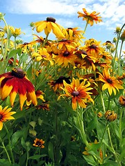 Image showing summer flowers