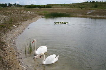 Image showing Swan family in pond