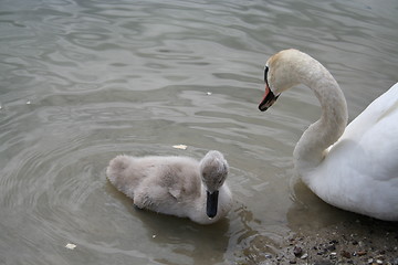 Image showing Mother Swan and its nestling