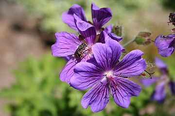 Image showing Mallow with bee