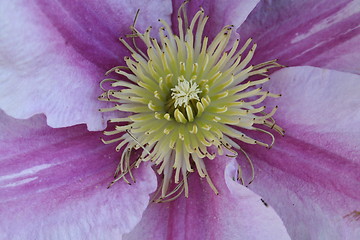 Image showing Close up of Piilu clematis