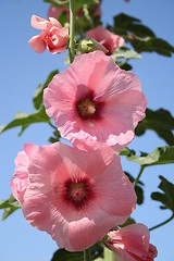 Image showing Hollyhock - Althaea rosea