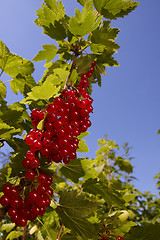 Image showing Red currant