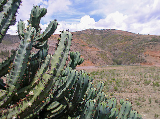 Image showing Postcard from Mexico