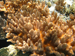 Image showing Soft corals