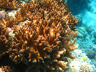 Image showing Soft corals in Red sea