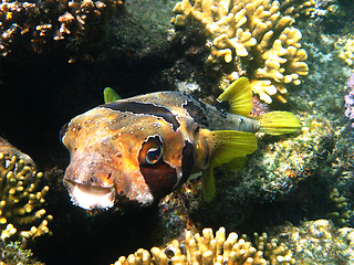 Image showing Black-blotched porcupinefish