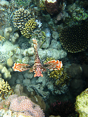 Image showing Coral reef and red lionfish