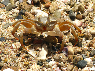 Image showing Crab