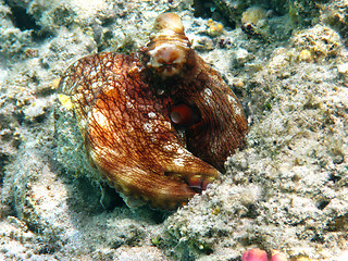 Image showing Octopus