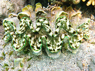 Image showing Green maxima clam