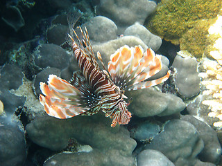 Image showing Red lionfish