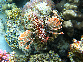 Image showing Red lionfish and coral reef