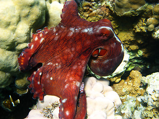 Image showing Octopus and coral