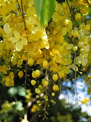 Image showing Golden yellow flowers