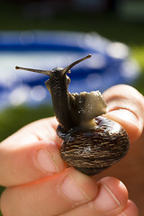 Image showing Snail