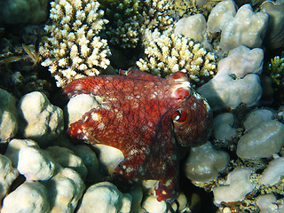 Image showing Coral reef and octopus