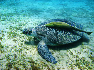 Image showing Turtle and suckerfish
