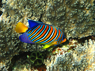 Image showing Royal angelfish