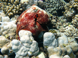 Image showing Reef and octopus