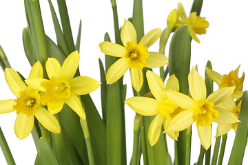 Image showing Daffodils